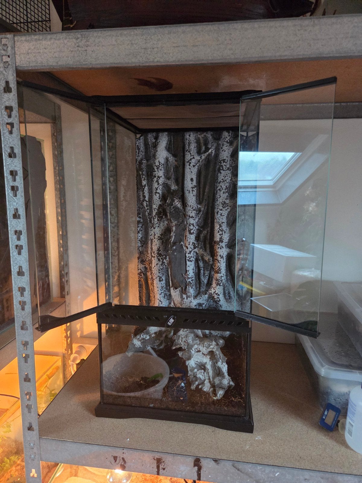 Wimpergekko incl terrarium 30x30x60 Crested Gecko photo 3