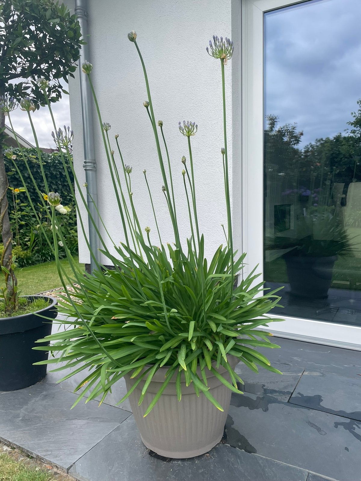 Agapanthus, Ophalen, Overige soorten, Volle zon