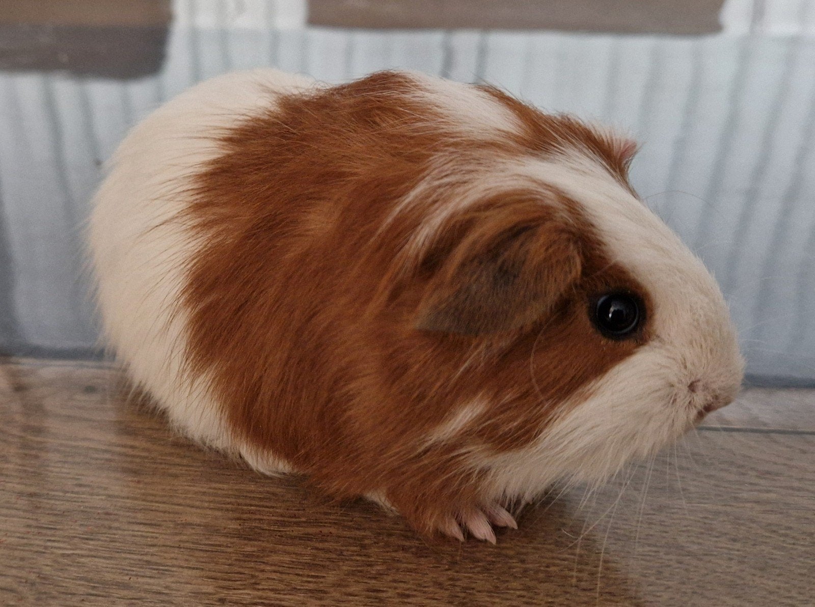 3 cavia's zeugjes, Dieren en Toebehoren, Knaagdieren, Cavia, Juni, Vrouwelijk, Tam