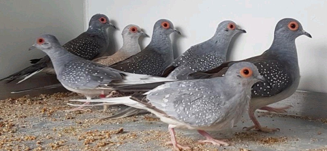 Diamantduifjes veel keus, Meerdere dieren, Overige soorten