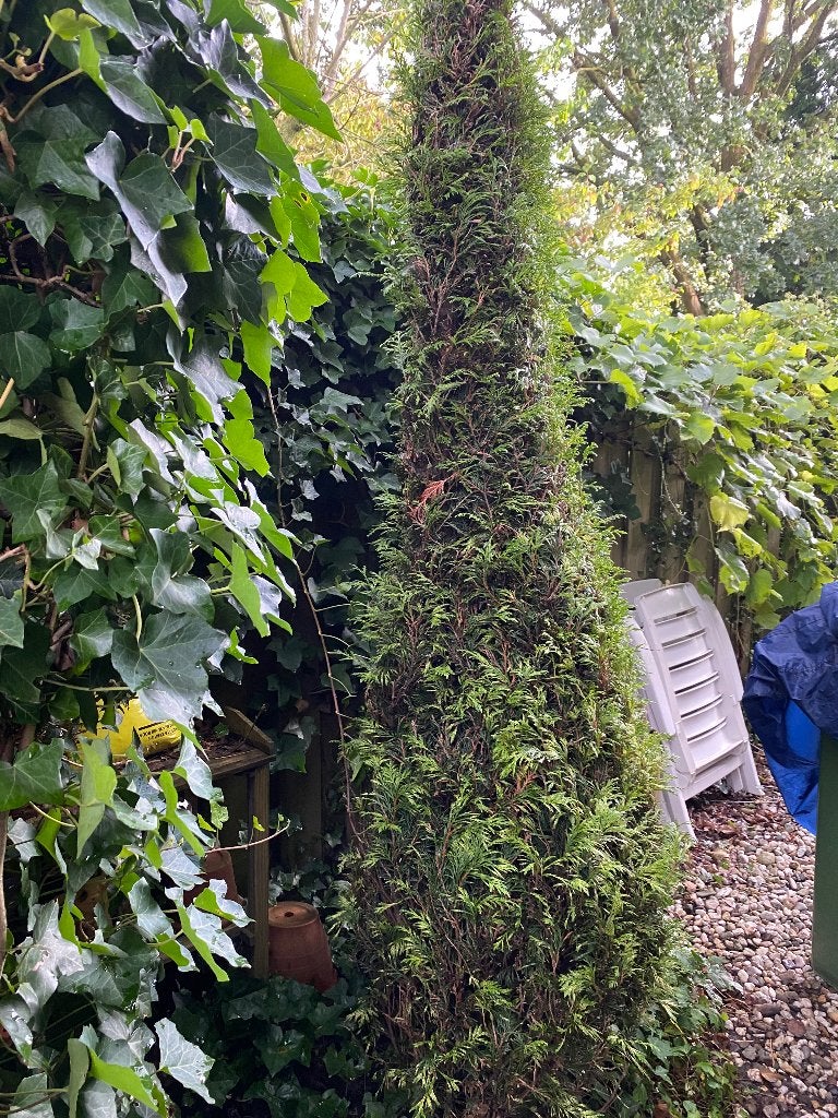 Conifeer (2) en Taxus boompjes (3) - moet deze week weg, Tuin en Terras, Ophalen, Conifeer, Struik, 100 tot 250 cm