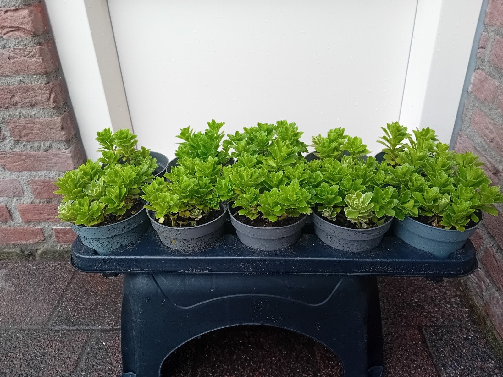 Sedum Atlantis - Winterharde Bodembedekker, Ophalen, Bodembedekkers, Volle zon, Vaste plant