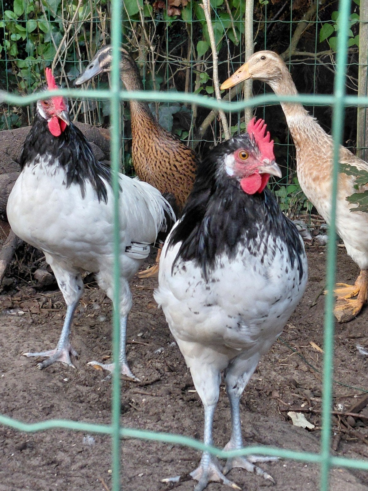 2 mooie lakenvelder hanen ruilen of kopen, Dieren en Toebehoren, Mannelijk, Kip