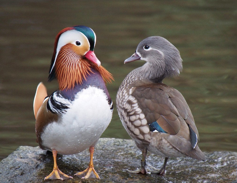 Te koop koppel mandarijn eenden, Dieren en Toebehoren, Meerdere dieren, Eend