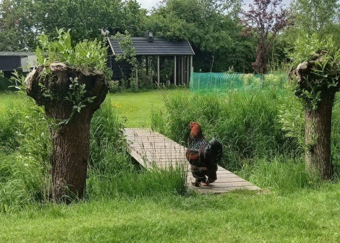 Brahma haan, Mannelijk, Varken