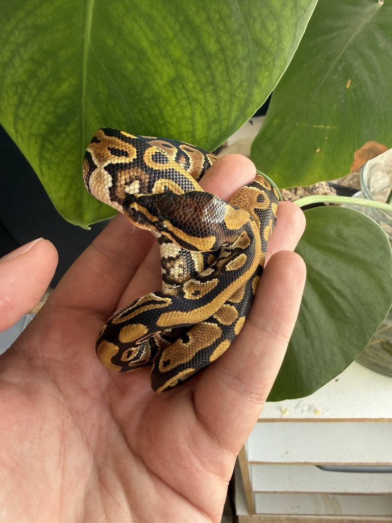 Baby vrouwtje koningspython het clown Ball Python photo 3