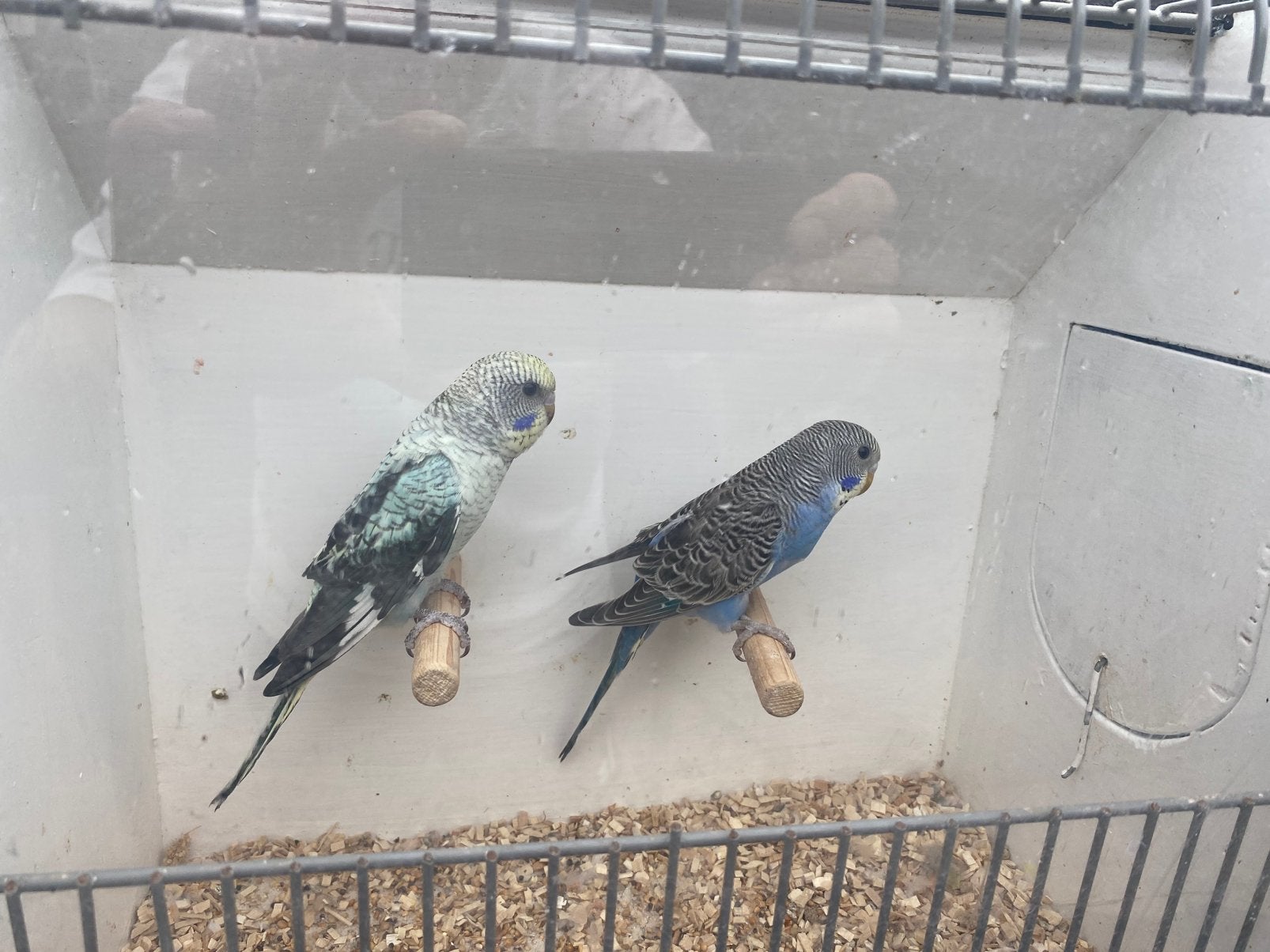 Black wing, Meerdere dieren, Parkiet, Geringd