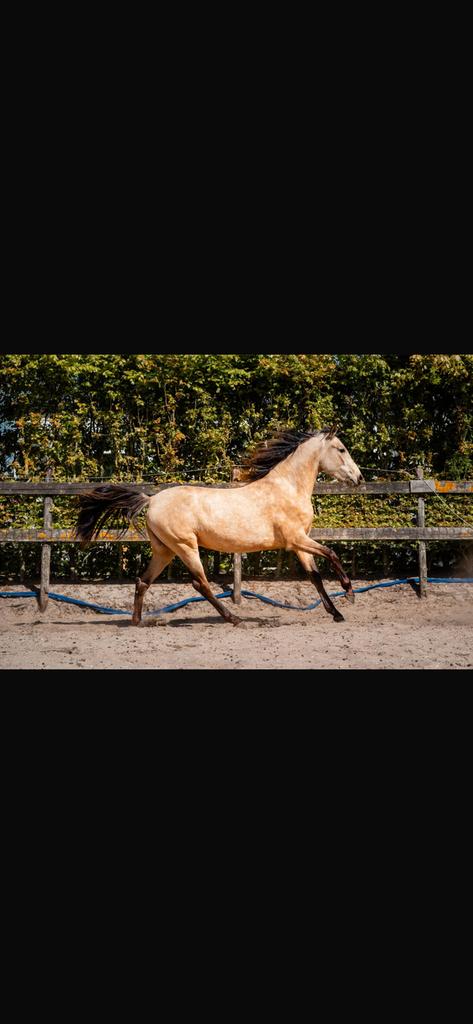 Lusitano x andalusier merrie bijna 3, Dieren en Toebehoren, Paarden, Merrie, Minder dan 160 cm, Dressuurpaard, 0 tot 2 jaar