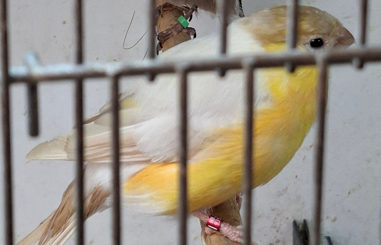 2 koppels geel, Meerdere dieren