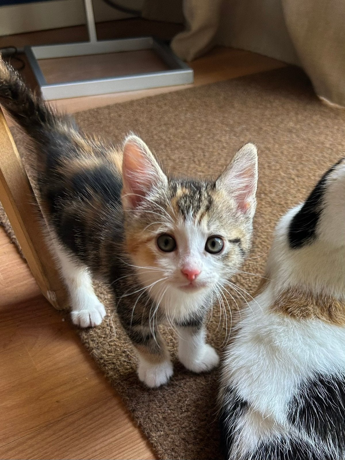 4 lieve kittens, Meerdere dieren, Kortharig, 0 tot 2 jaar