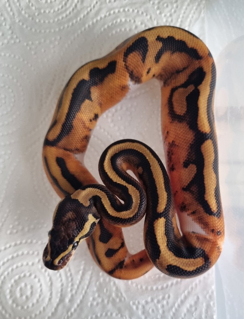 1.0 Piebald (blackhead?) het lavender albino koningspython, Slang, 0 tot 2 jaar