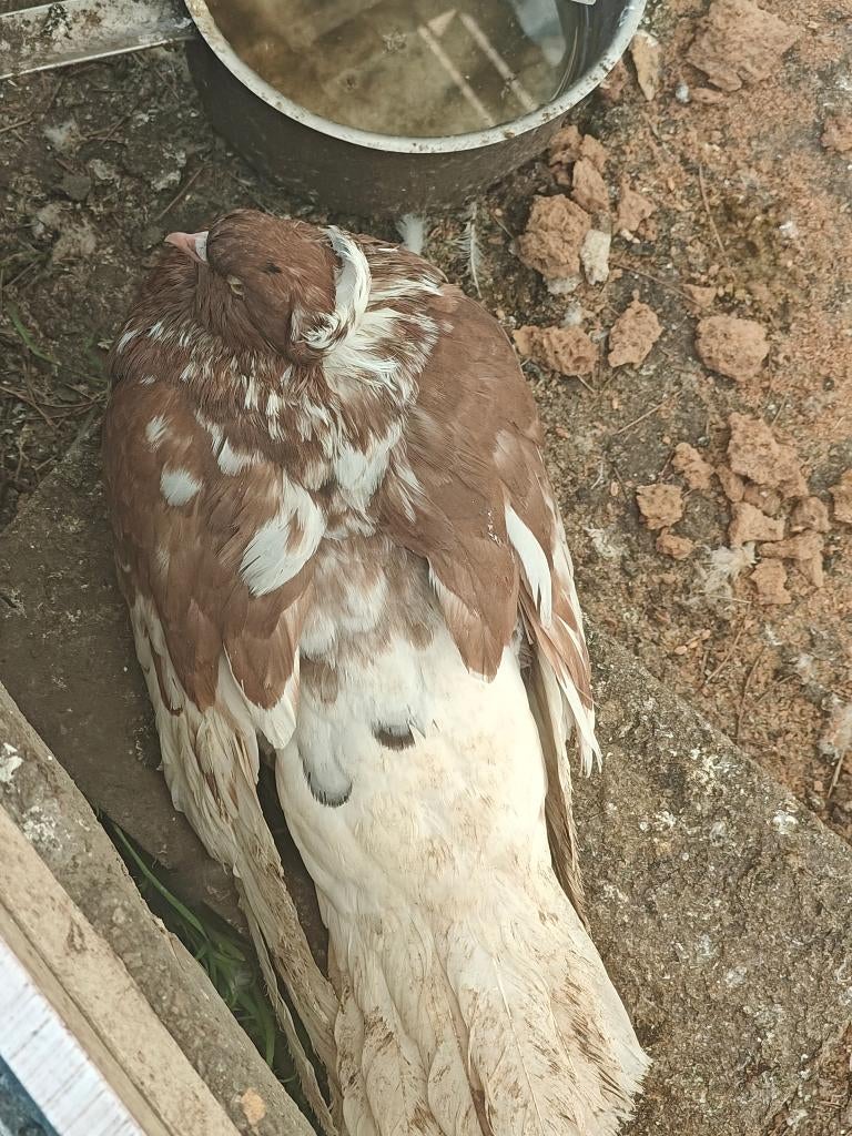 Hongarije duiven  koppel 40€, Dieren en Toebehoren, Meerdere dieren, Overige soorten