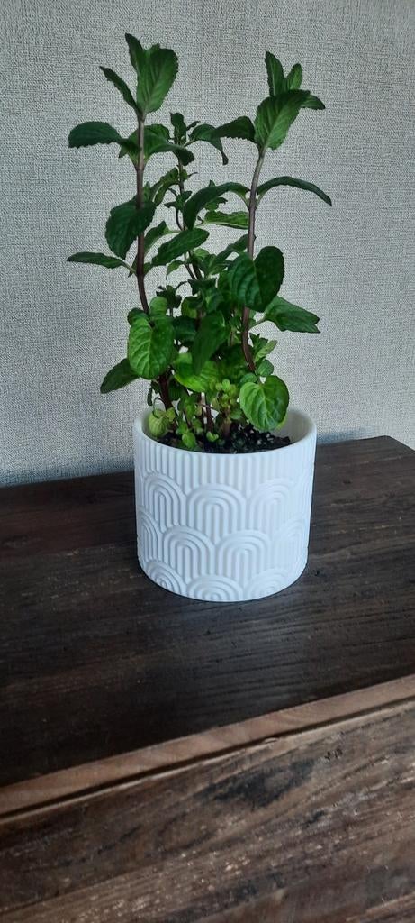Bloem pot, Huis en Inrichting, Kamerplanten, Ophalen of Verzenden, Halfschaduw, Minder dan 100 cm