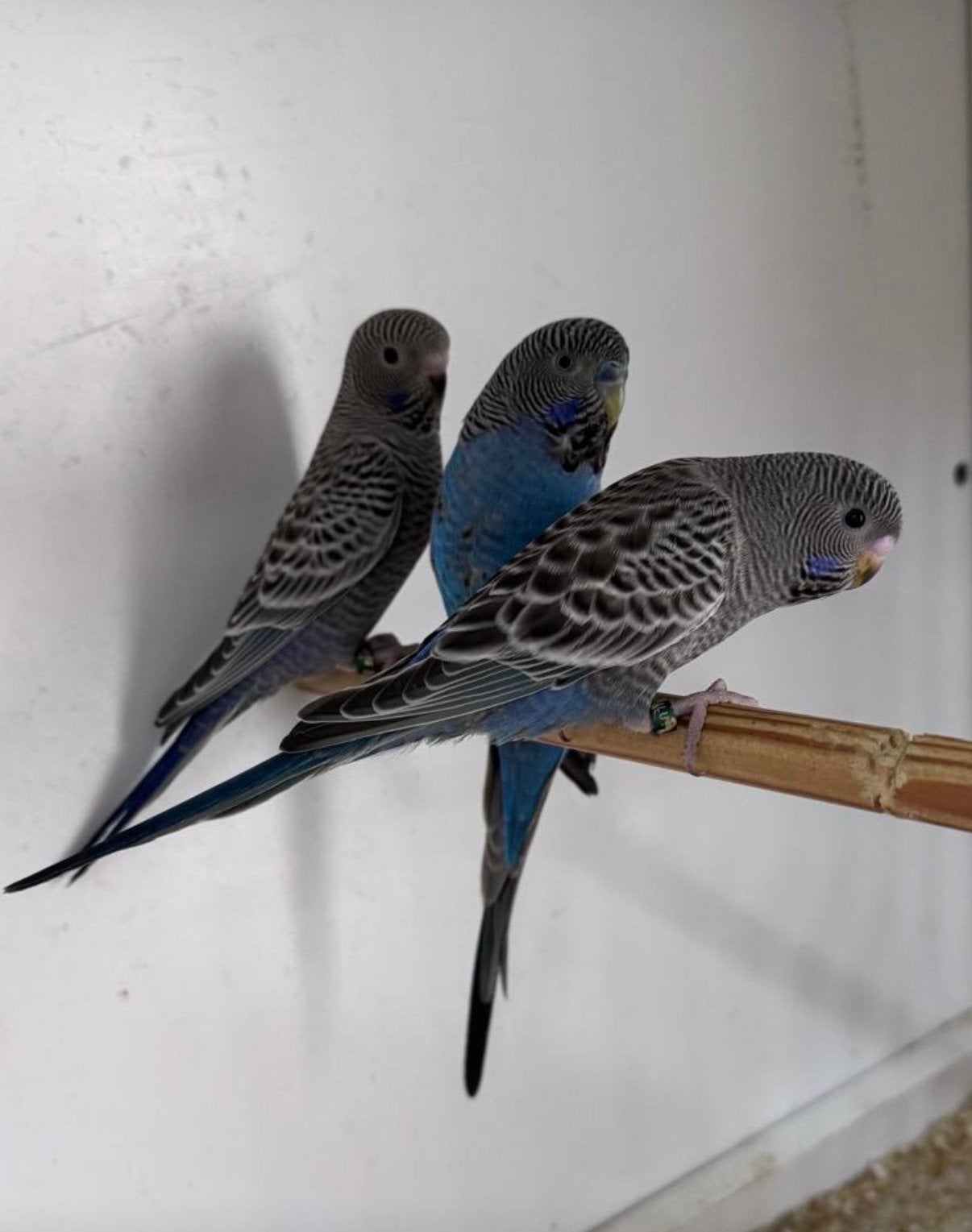 1 Blauwe en 1 violet Blackface grasparkieten 2 stuks, Dieren en Toebehoren, Vogels | Parkieten en Papegaaien, Meerdere dieren