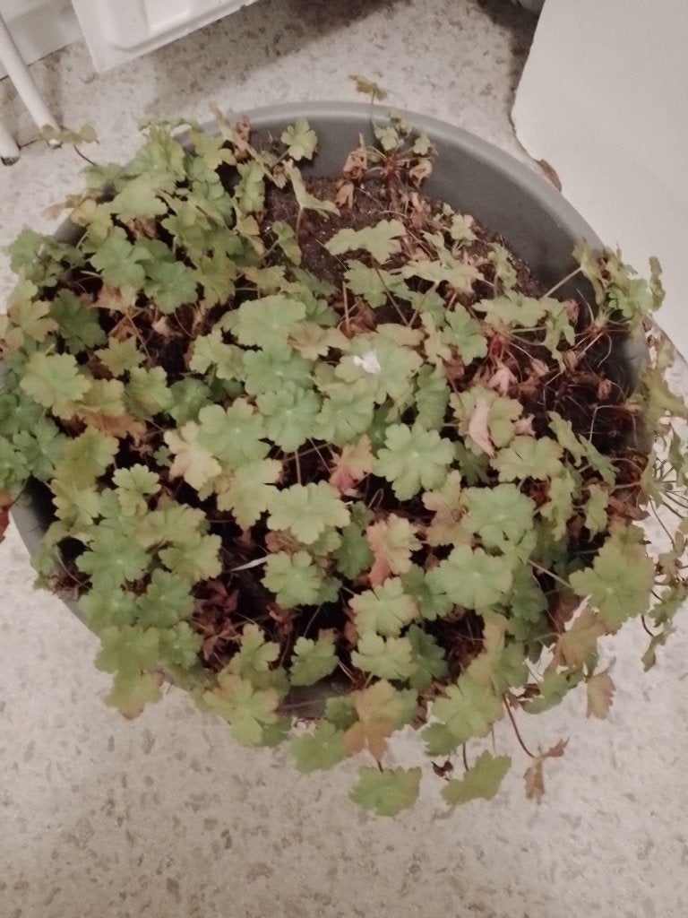 Geranium Endressi in balkonbak, Ophalen, Vaste plant, Overige soorten, Halfschaduw