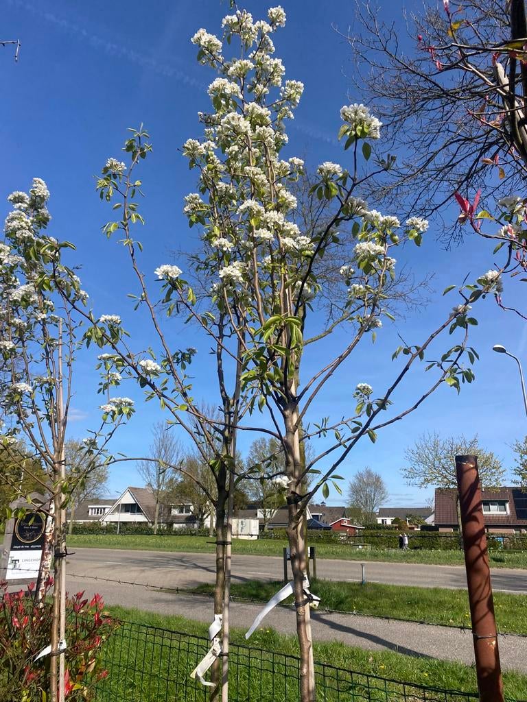 Hoogstam Bio peren en kersen bomen in pot €69,00 pst, Lente, Ophalen of Verzenden, 250 tot 400 cm, Perenboom