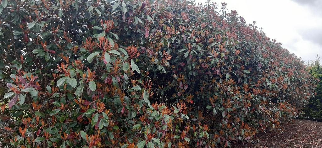 Photinia Red Robin 250/300 in grote pot voor €95,-, Tuin en Terras, Planten | Bomen, Overige soorten, 250 tot 400 cm, Ophalen