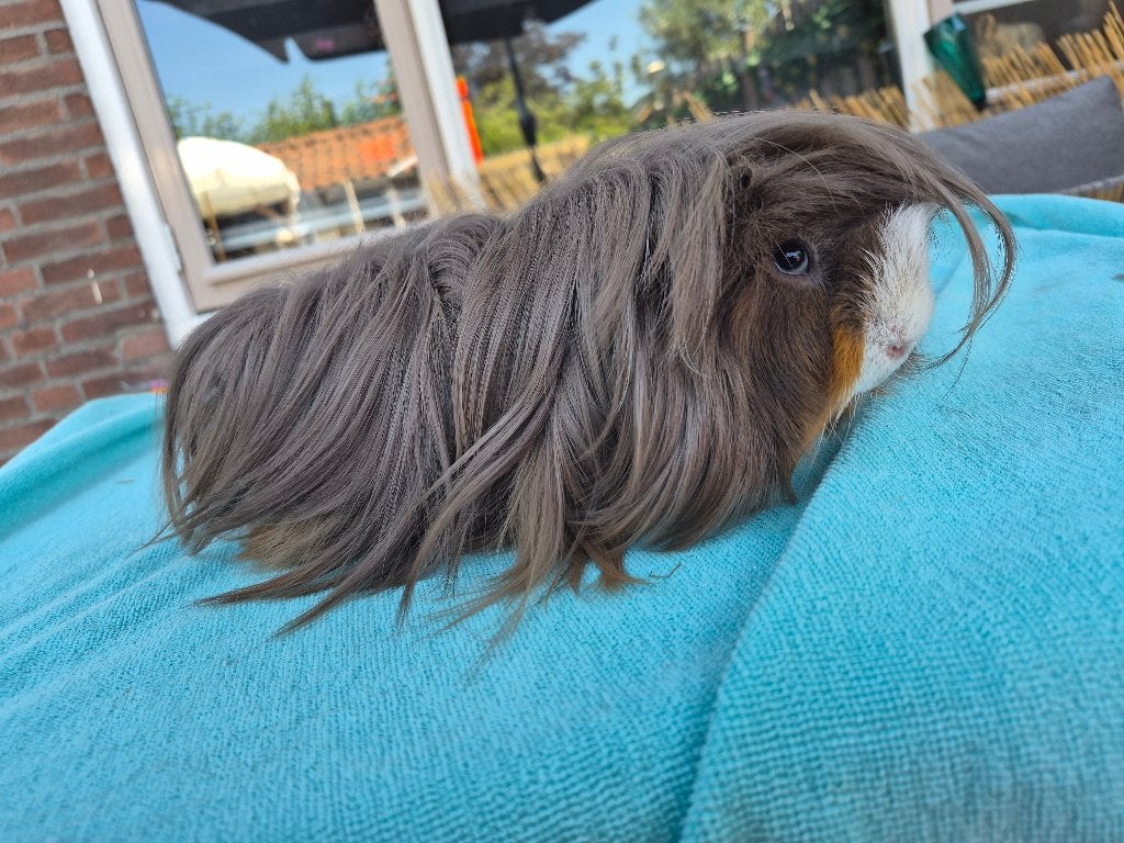 Cavia peruviaan slate goud kleur, Dieren en Toebehoren, Cavia, Mannelijk, Januari, Tam