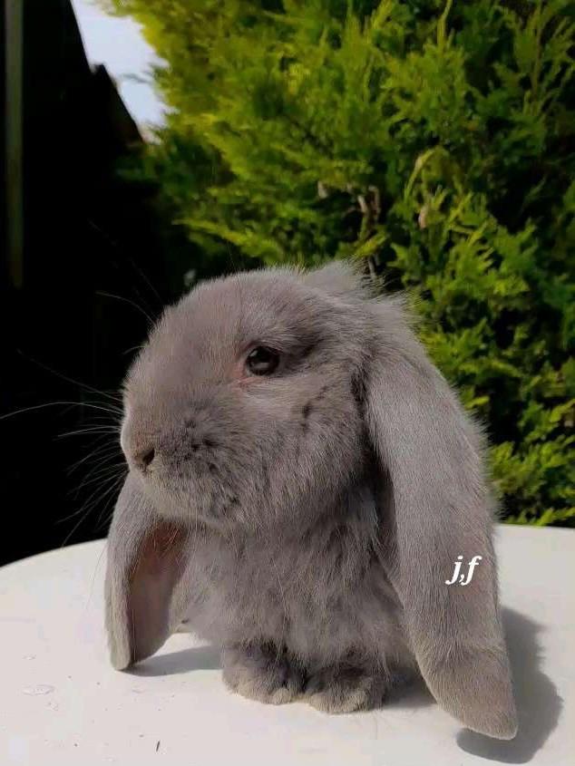 Raszuivere Franse hangoor konijnen, Dieren en Toebehoren, Konijnen, Meerdere dieren, Groot, Hangoor, 0 tot 2 jaar