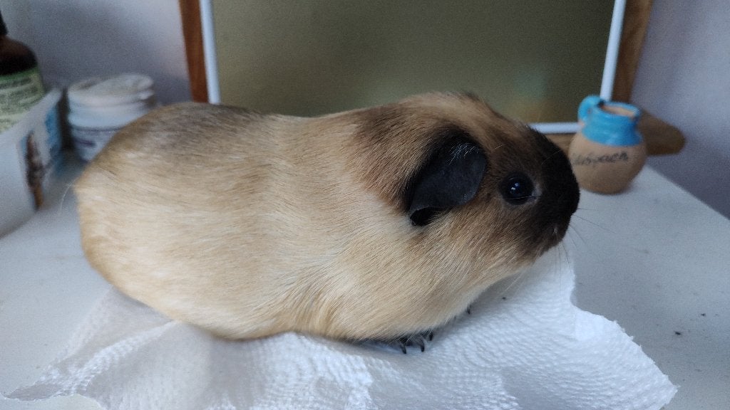 Crème californian zwart cavia beer, leeft buiten!, Oktober, Mannelijk, Cavia