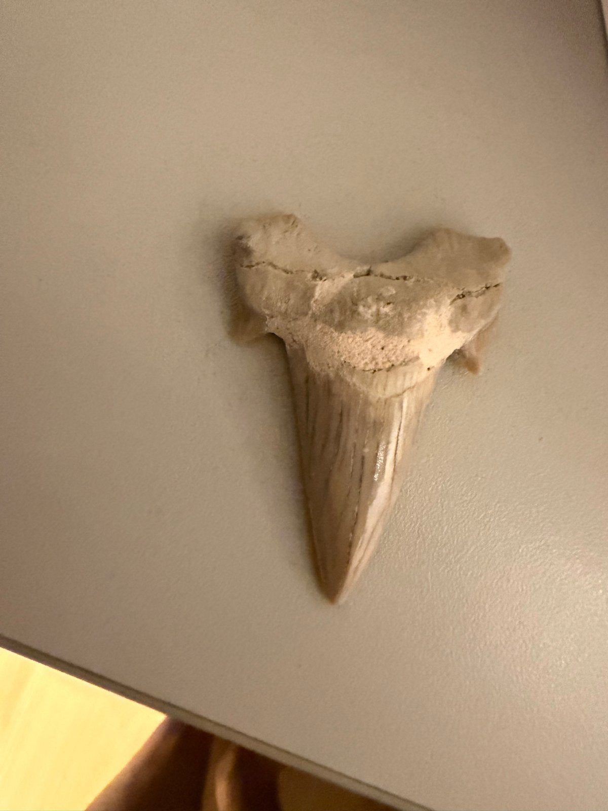 Fossiele haaientand - Uniek prehistorisch stuk, Ophalen of Verzenden, Fossiel