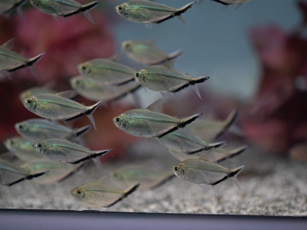 Moenkhausia costae de best scholende tetra, Dieren en Toebehoren, Vissen | Aquaria en Toebehoren, Nieuw, Plant(en), Steen of Hout