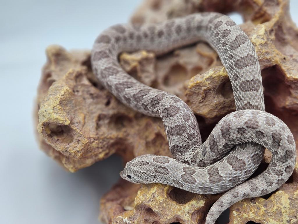 Volwassen haakneusslang vrouw. Moondust Hognose Snake - female for sale from De Jong