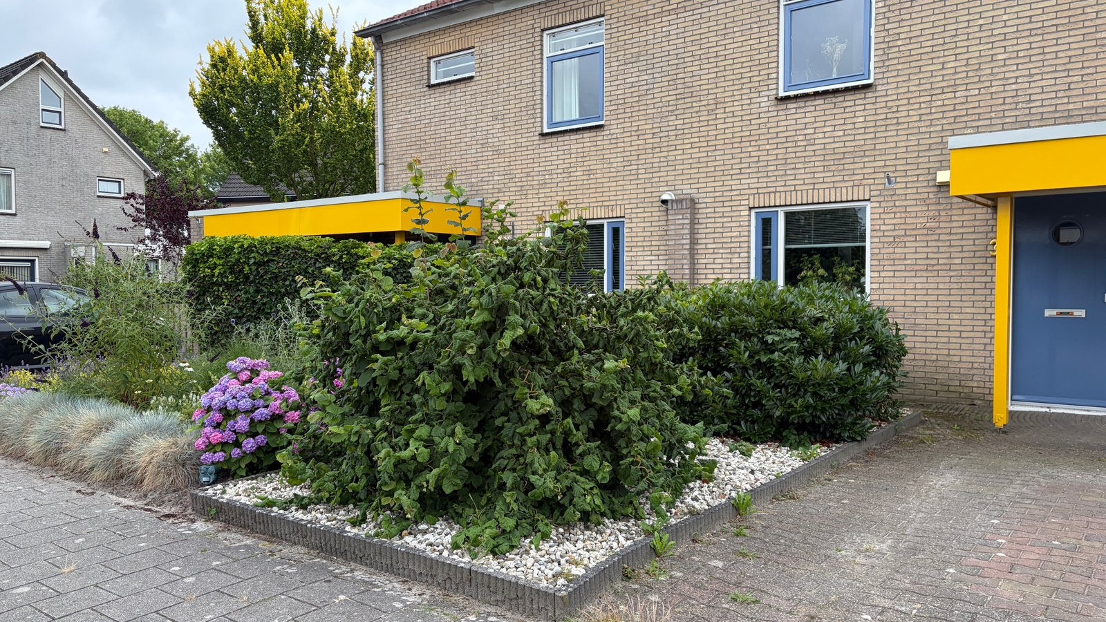 Mooie grote hazelaar (gratis), Tuin en Terras, Ophalen