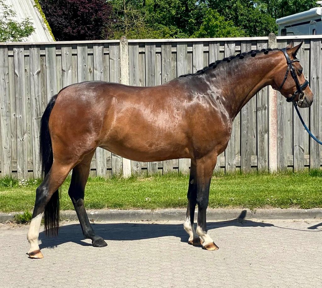 Talentvolle merrie met uitstraling en beweging!, Dieren en Toebehoren, Pony's, Merrie, Met stamboom, Dressuurpony, Zadelmak