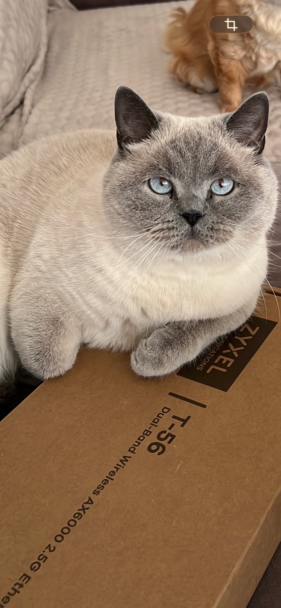 Lieve kater Zilli zoekt een huisje, Kater, Kortharig, 3 tot 5 jaar