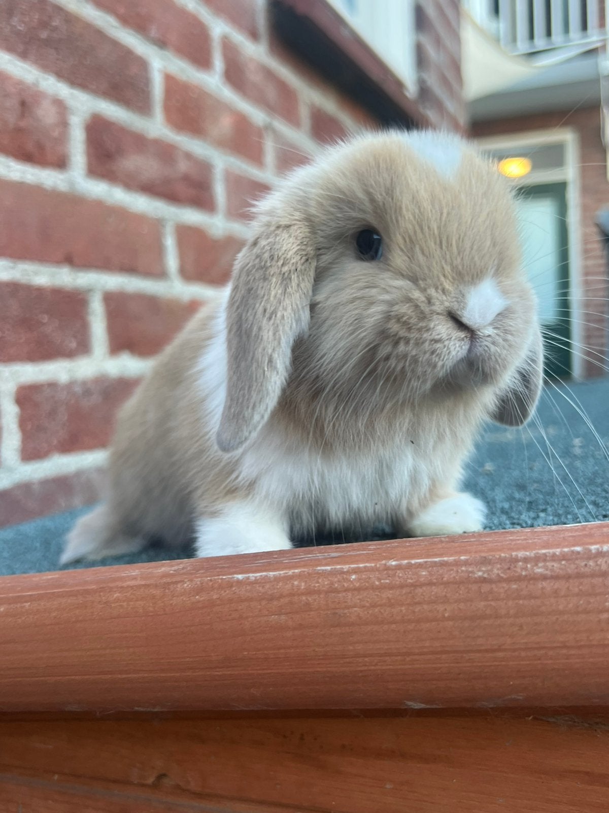 Jonge nhd x minilop hangoor konijntjes, Meerdere dieren, Dwerg, Hangoor