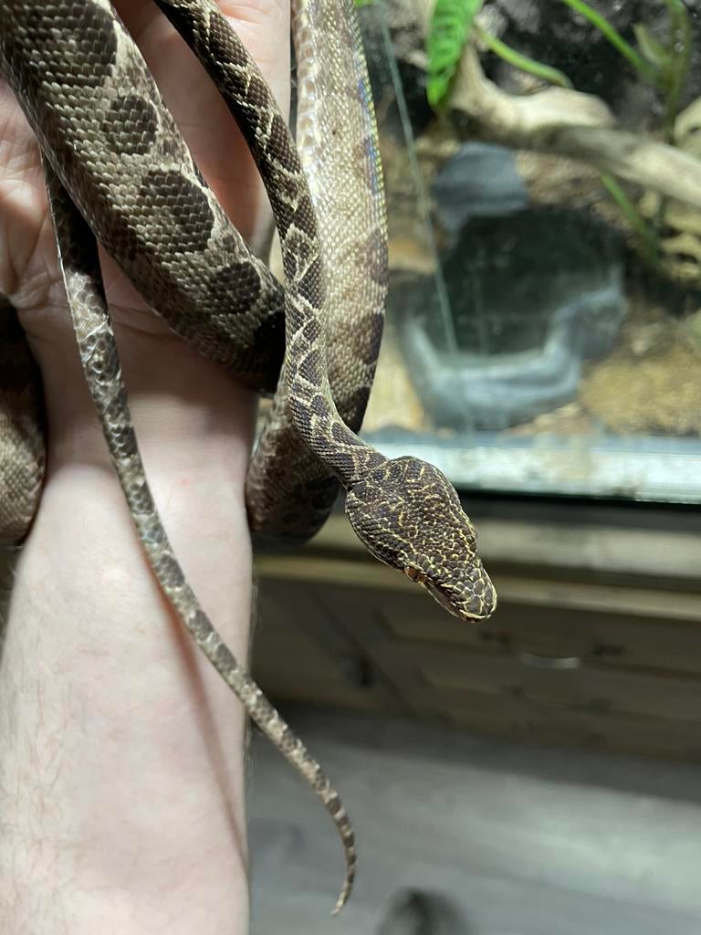 Corallus hortulanus man 2023, Dieren en Toebehoren, Reptielen en Amfibieën, Slang, Tam, 3 tot 6 jaar