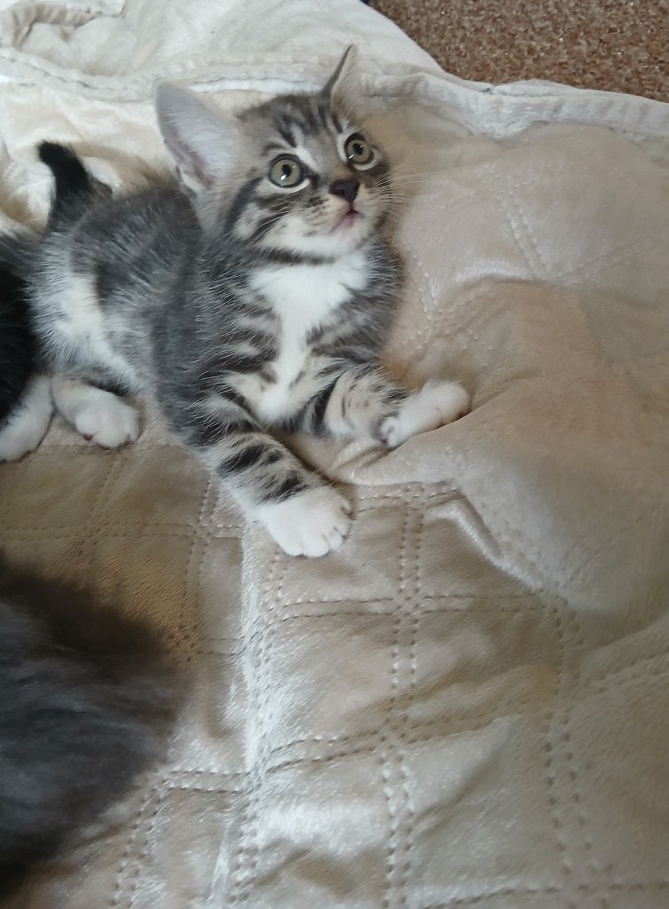Lieve kittens, Meerdere dieren, 0 tot 2 jaar