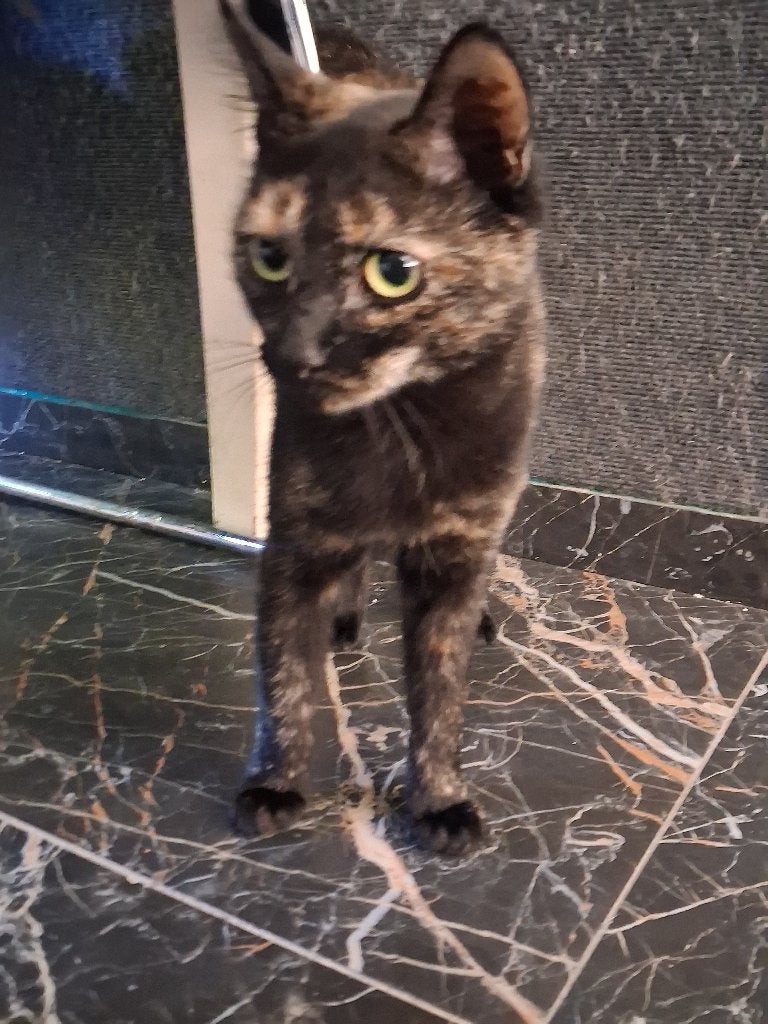 Poes, Dieren en Toebehoren, Poes, 0 tot 2 jaar