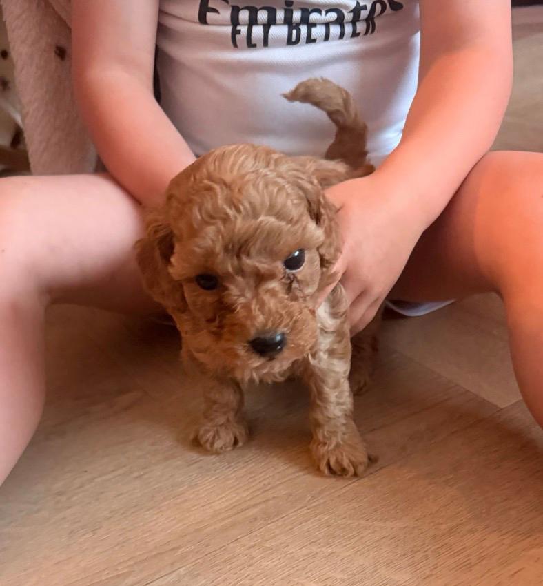 Prachtige Toy poedeltjes pups reutjes, Poedel, Parvo, Reu, 8 tot 15 weken