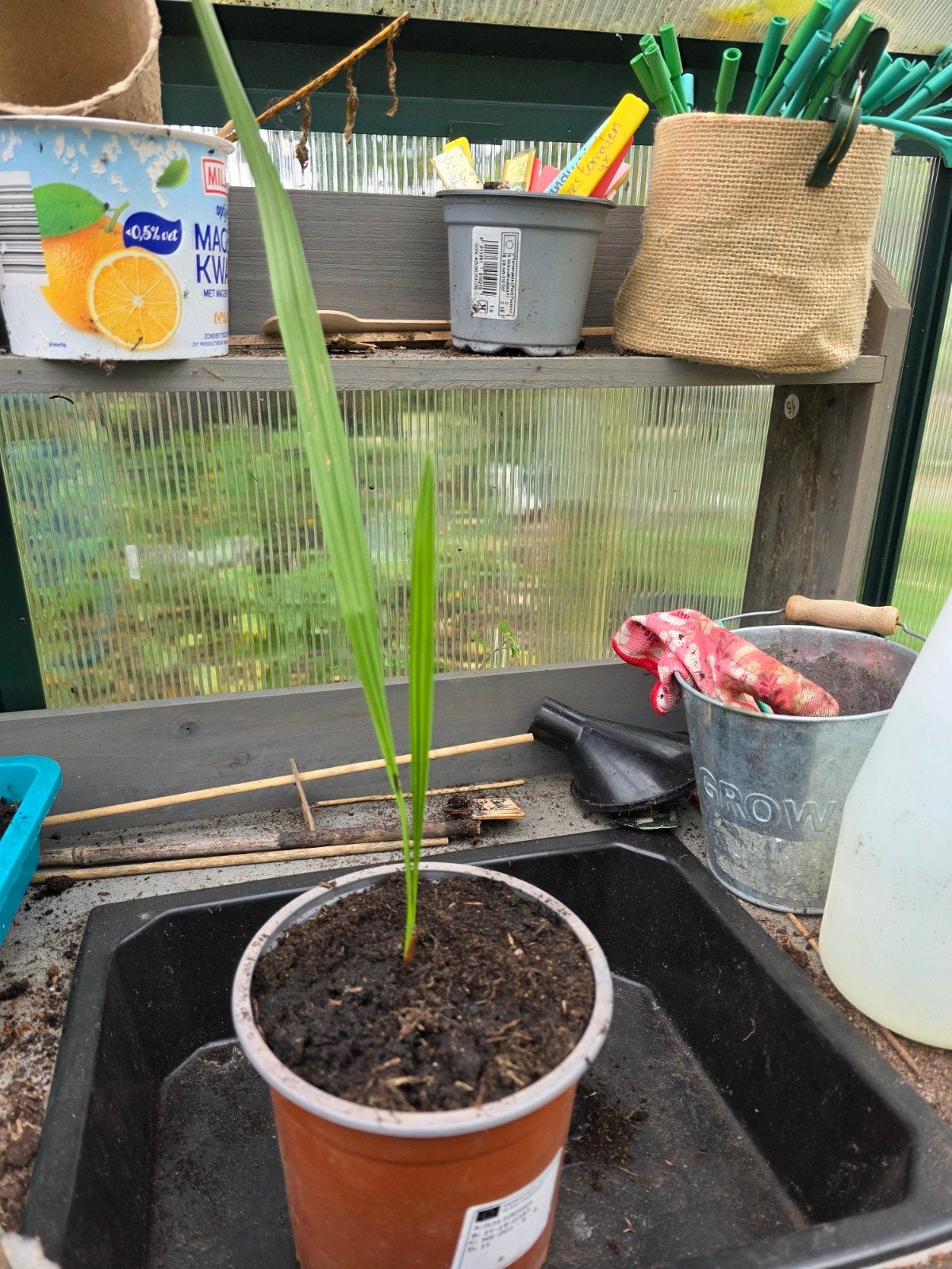 mooie dadelpalm, Tuin en Terras, Ophalen, Minder dan 100 cm, Halfschaduw, Overige soorten
