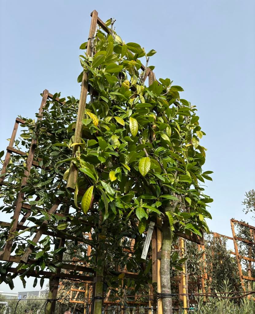1x leiboom Prunus laurocerasus Novita, Leiboom, Halfschaduw, 250 tot 400 cm, Ophalen
