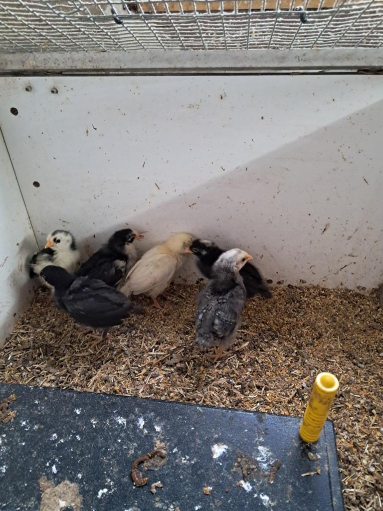 Kuikens kippen, Dieren en Toebehoren, Pluimvee, Geslacht onbekend, Kip