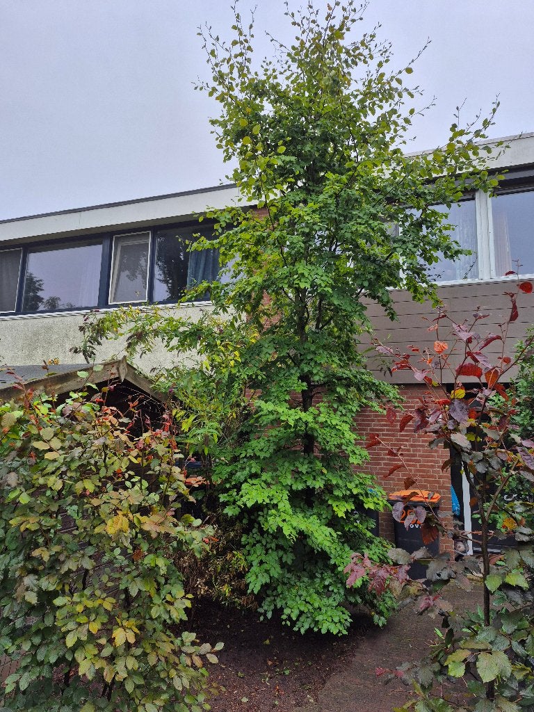 Beukenboom GRATIS – ca. 5-6 meter hoog, Ophalen, Halfschaduw, Overige soorten, 400 cm of meer