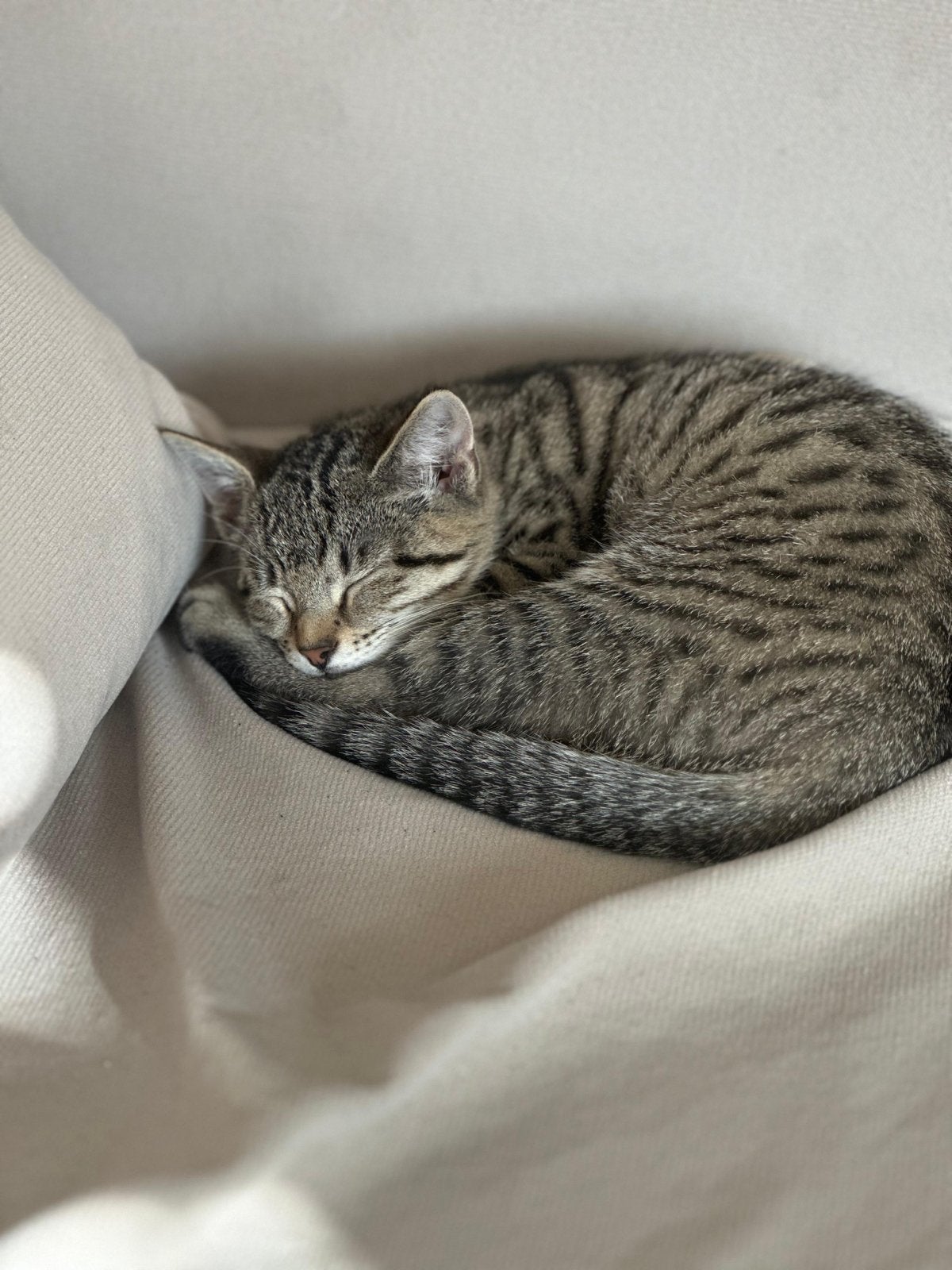 Lieve jonge poes Bella zoekt een liefdevol thuis