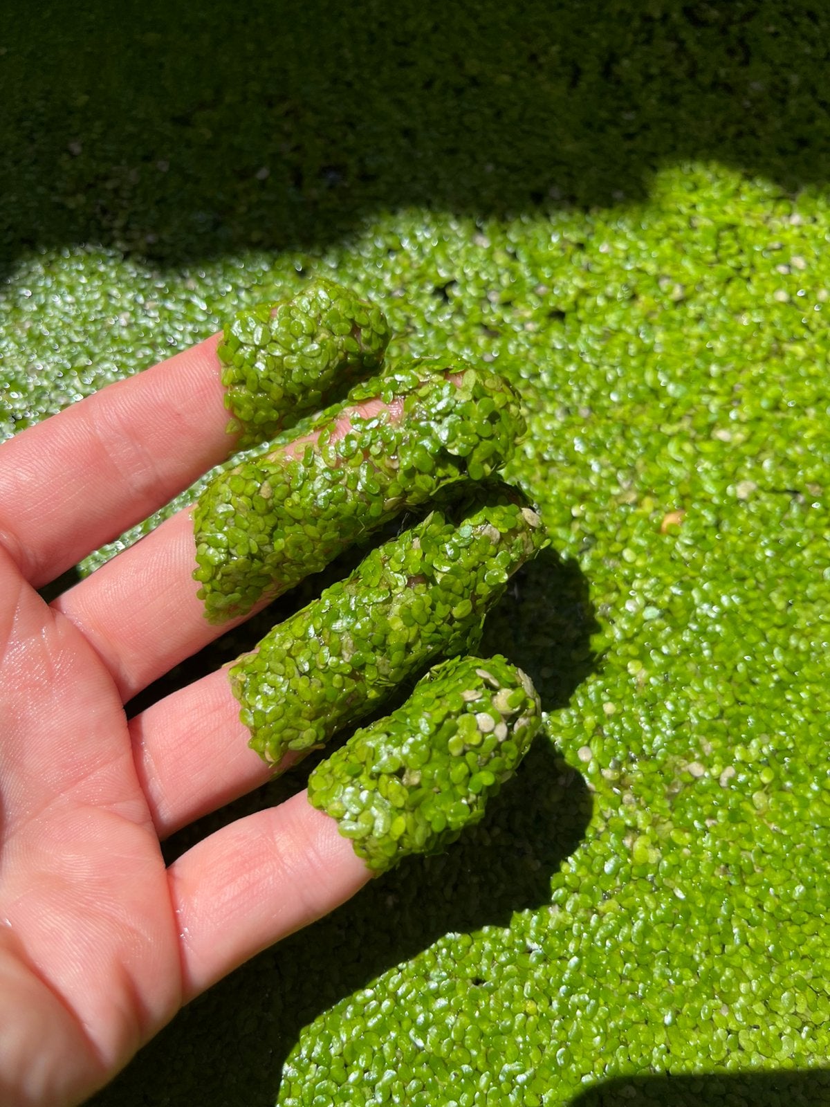 50g Duckweed / Eendenkroos (Lemna minor) — Bio — Winterhard, Ophalen of Verzenden, Zo goed als nieuw