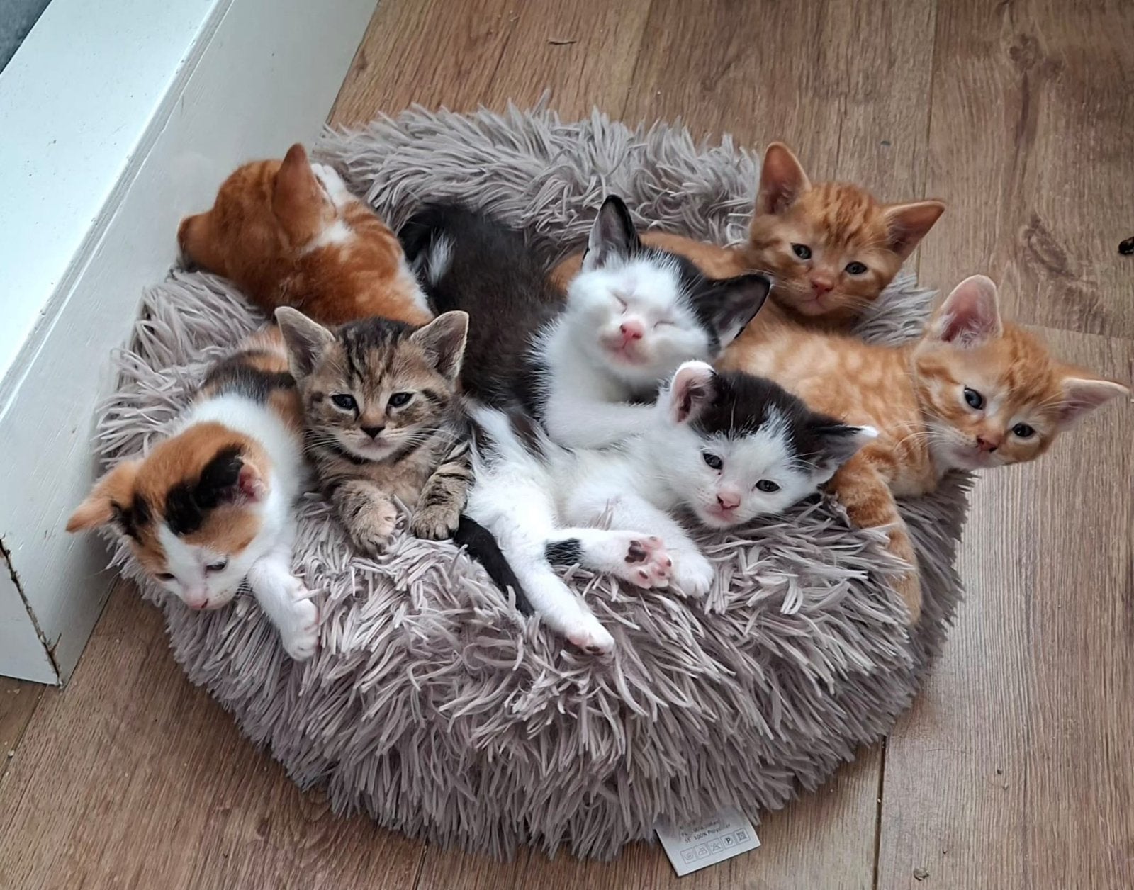 Super lieve kittens schildpad x europese korthaar gekruisd, Dieren en Toebehoren, Meerdere dieren, Ontwormd, 0 tot 2 jaar