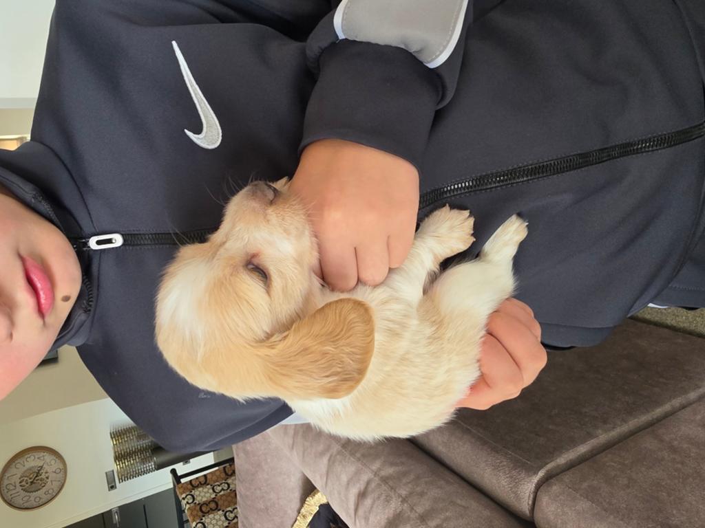 Prachtige Piebald langhaar reutjes beschikbaar, Dieren en Toebehoren, Parvo, Reu, 8 tot 15 weken, Dwerg