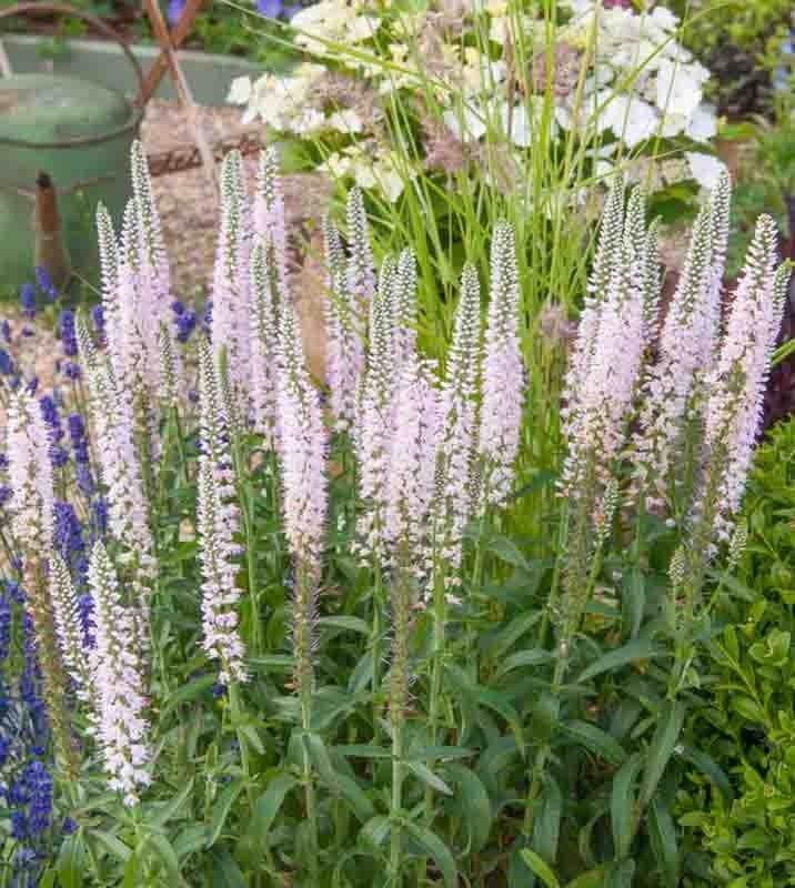 Veronica longifolia pink eveline, Ophalen, Overige soorten, Volle zon