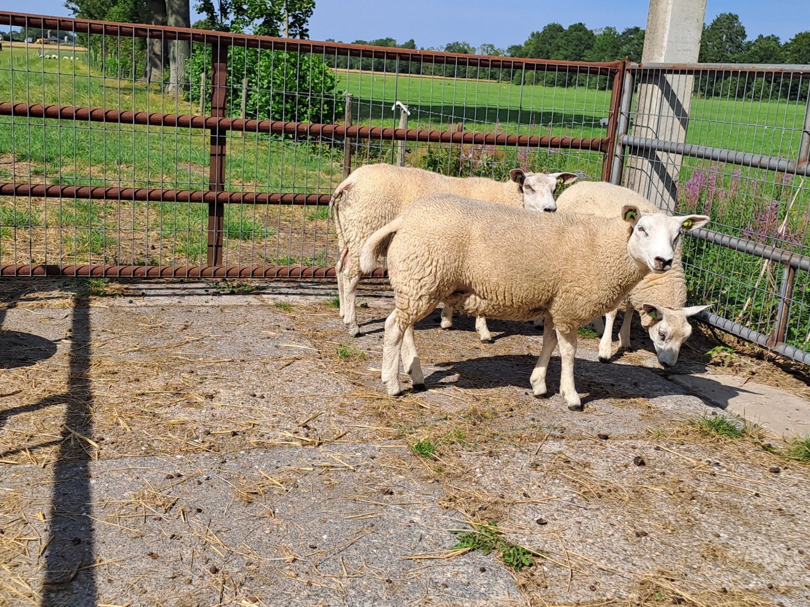 3 ooilammeren, Dieren en Toebehoren, Vrouwelijk, Schaap, 0 tot 2 jaar