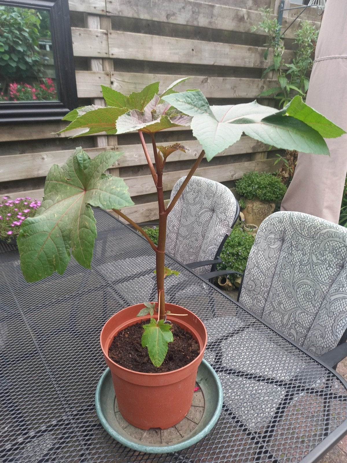 Wonderboom (Ricinus communis) - Grote bladeren, Ophalen, Overige soorten, Volle zon