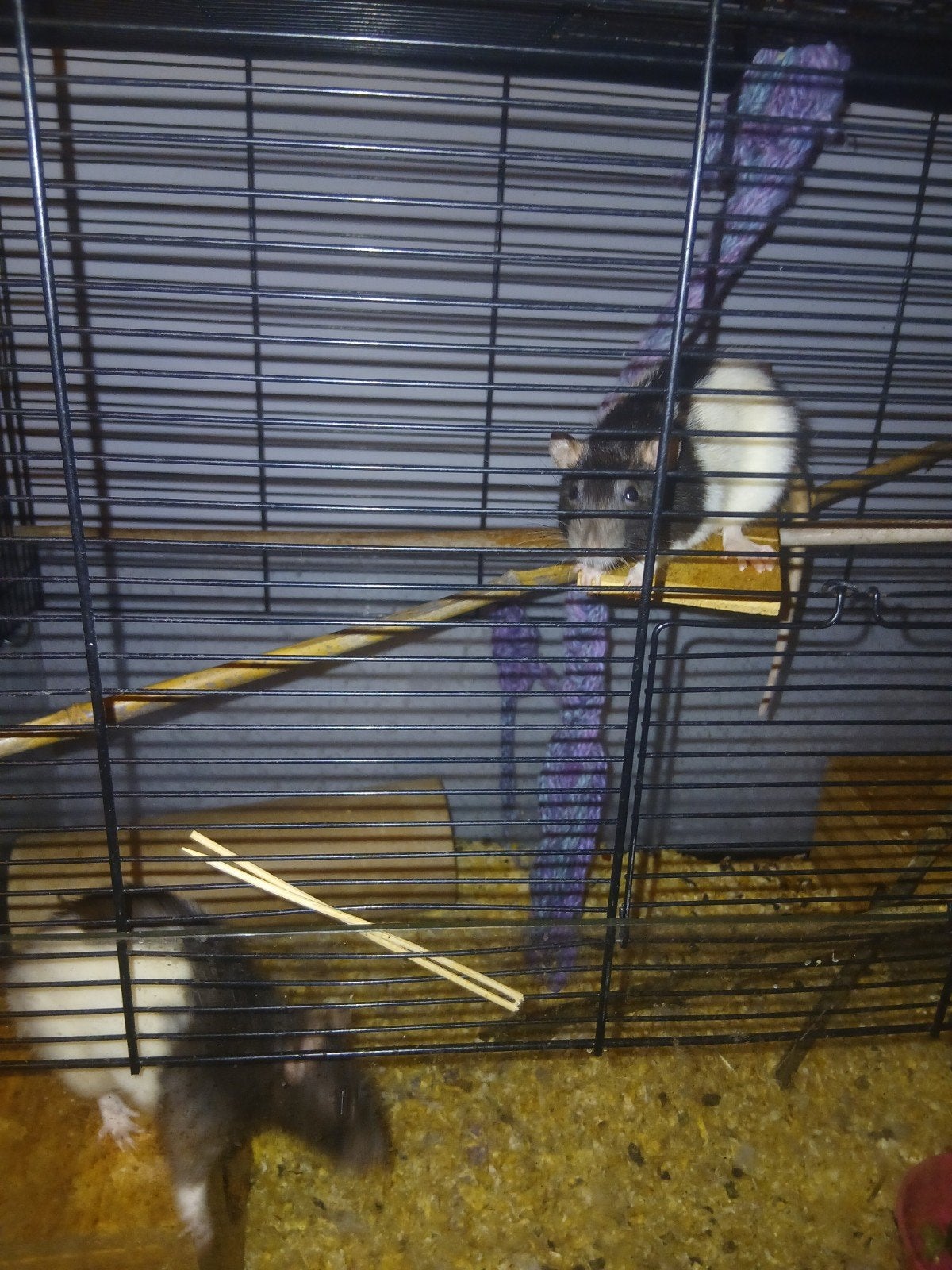 huisratten, Dieren en Toebehoren, Ophalen