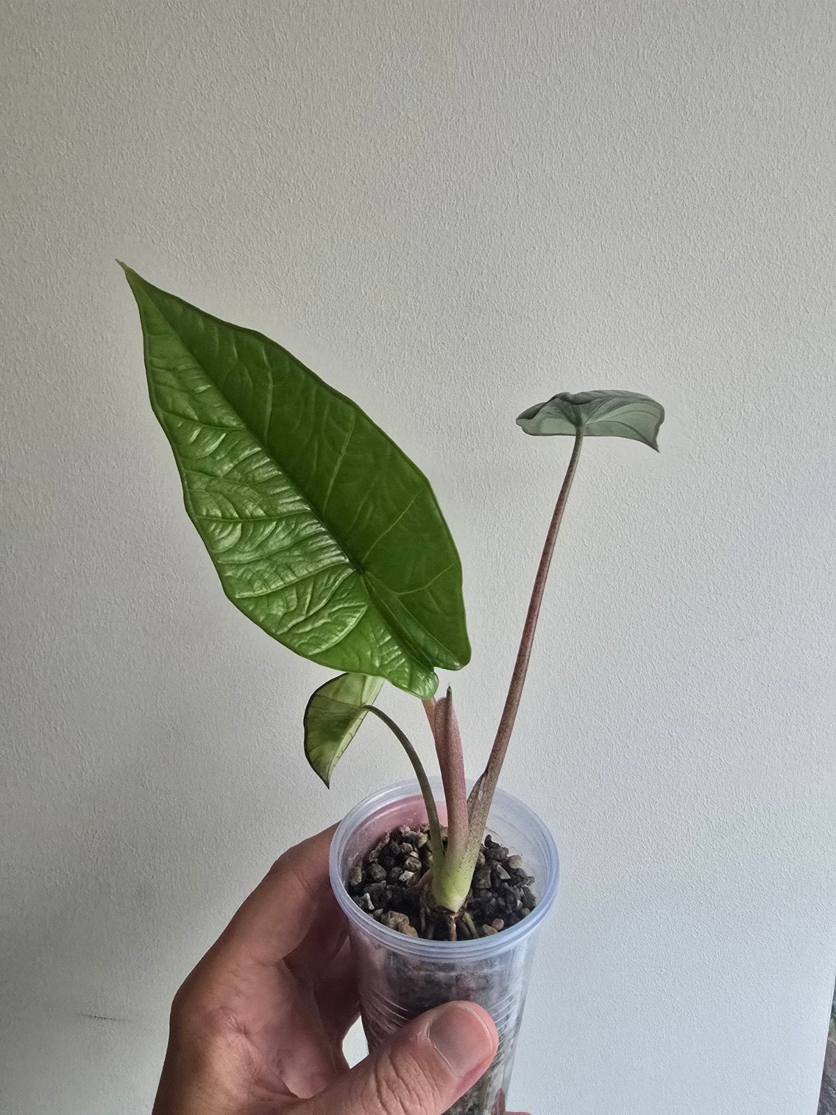Alocasia Bisma Platinum, Ophalen of Verzenden