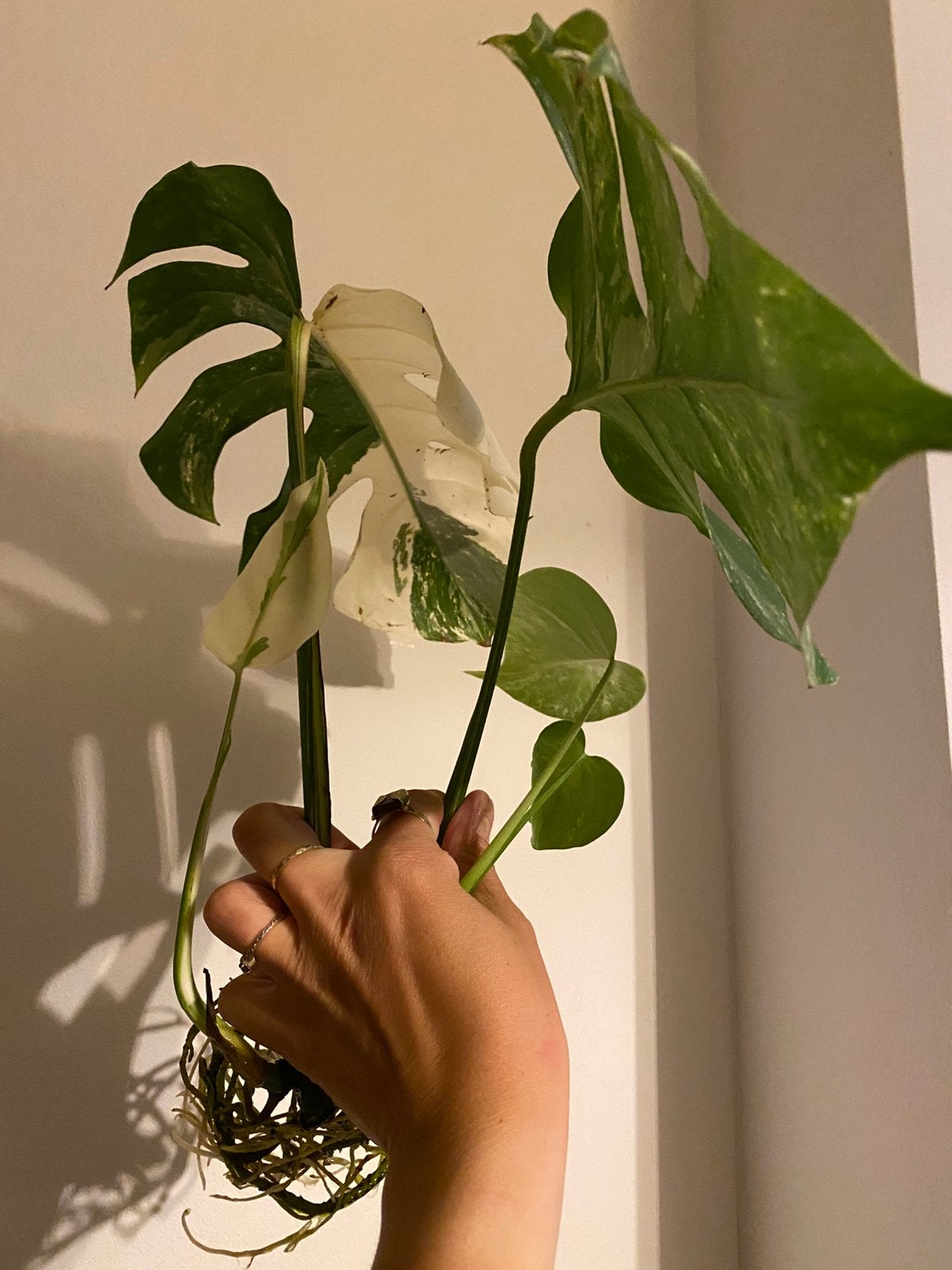 Monstera Albo Variegata stekken met wortels, Ophalen, Overige soorten, Halfschaduw, Minder dan 100 cm