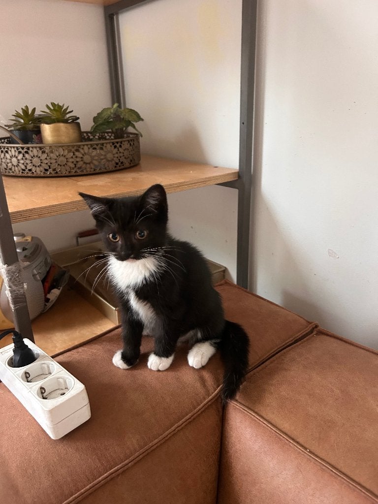 Kruising Brits korthaar kitttens, Dieren en Toebehoren, Katten en Kittens | Raskatten | Korthaar, Meerdere dieren, Ontwormd, 0 tot 2 jaar